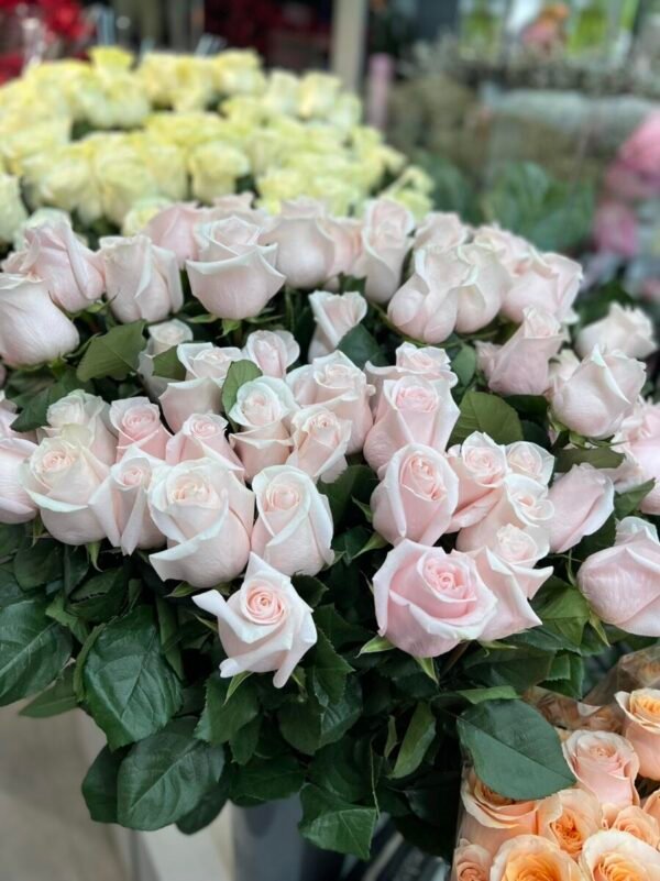 Роза метровая